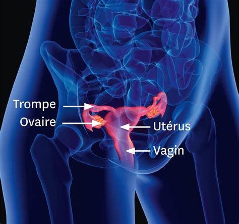The texture of the vaginal walls creates friction for the penis during sexual intercourse and stimulates it toward ejaculation, enabling fertilization. Along with pleasure and bonding, women's sexual behavior with others (which can include heterosexual or lesbian sexual activity) can result in sexually transmitted infections (STIs), the risk of ...